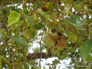 Minicucco di Fornazzo